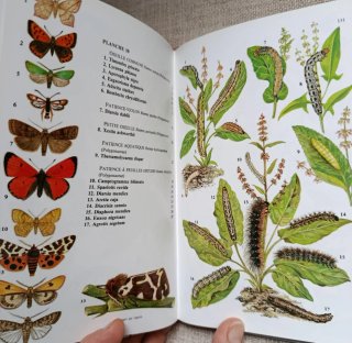 Chenilles d'Europe. Orugas, Mariposas.