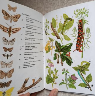 Chenilles d'Europe. Orugas, Mariposas.