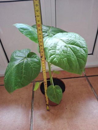 Árbol de Tamarillo
