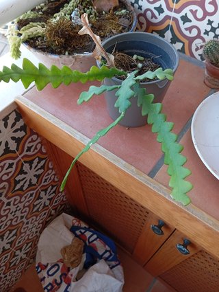 Cactus Zig Zag / Espina de Pescado