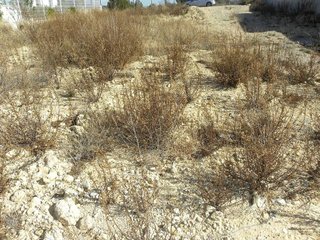 Terreno en venta en Caravaca de la Cruz