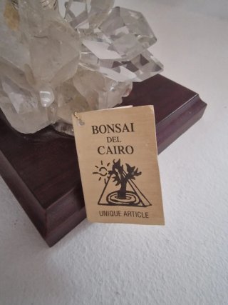 Bonsai Del Cairo