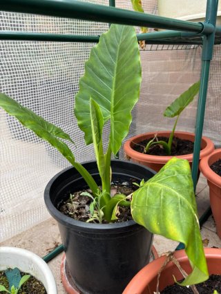 Alocasia odora (Oreja de Elefante)