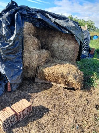 Alpacas de pradera pequeñas