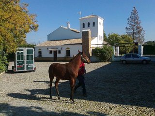 Casa rural en venta en Puebla de Cazalla (La)