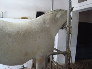 Casa rural en venta en Puebla de Cazalla (La)