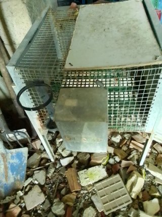 Gabbia per coniglio in metallo per coniglio maschi