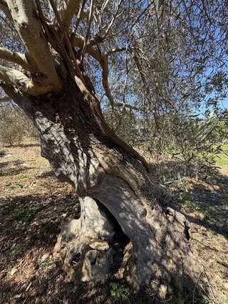 Terreno en venta en Capdepera