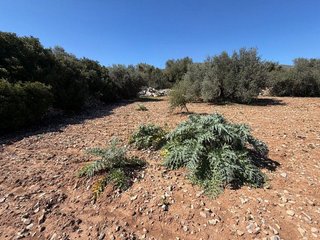 Terreno en venta en Capdepera