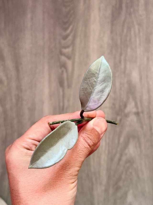 Hoya Carnosa Wilbur Graves Silver