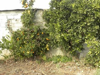 Terreno en venta en Caravaca de la Cruz