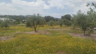 Solar en venta en Olleria (l´)