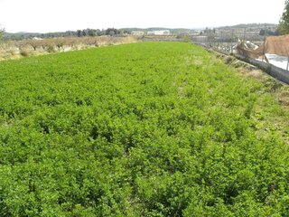 Terreno en venta en Caravaca de la Cruz