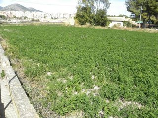 Terreno en venta en Caravaca de la Cruz