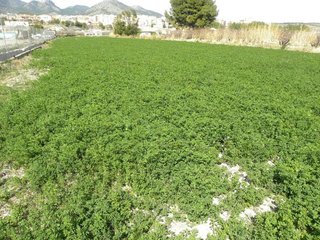 Terreno en venta en Caravaca de la Cruz