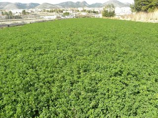 Terreno en venta en Caravaca de la Cruz