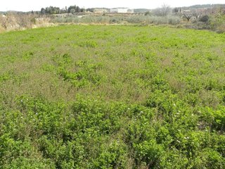 Terreno en venta en Caravaca de la Cruz