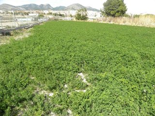 Terreno en venta en Caravaca de la Cruz
