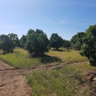 Terreno en venta en Villanueva del Ariscal