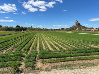 Terreno en venta en Vistabella en Murcia