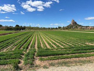 Terreno en venta en Vistabella en Murcia