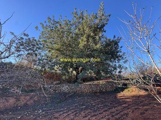 Terreno en venta en Centro en Chiva
