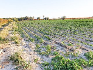 Terreno en venta en La Foia - Daimés - Asprella en Elche