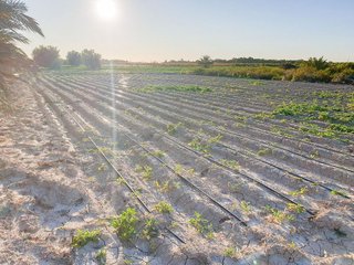 Terreno en venta en La Foia - Daimés - Asprella en Elche