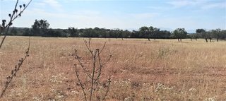 Terreno en venta en Manacor Centro en Manacor