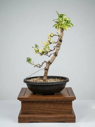 Bonsai Ligustrum Japonicum Variegato