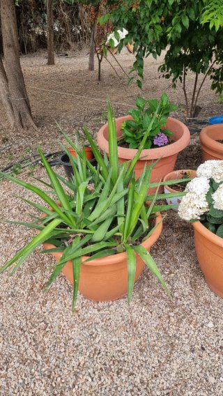 Planta Yuca Ornamental