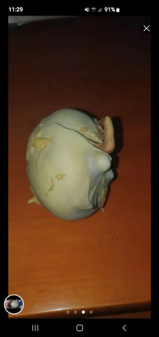 Figura del Museo  salvador Dalí Barcelona Nueva