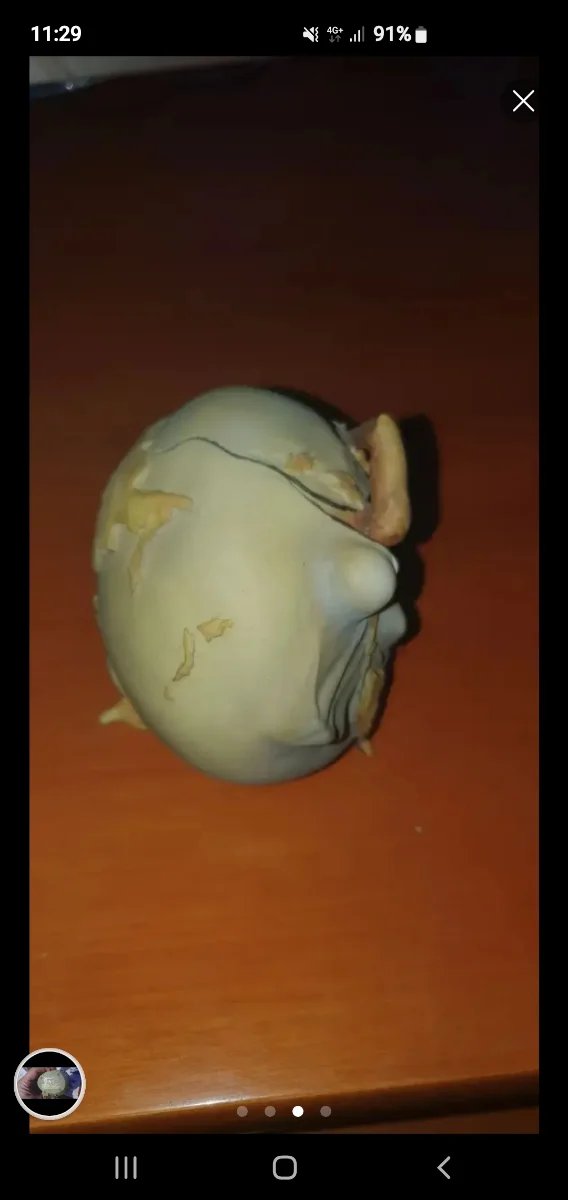 Figura del Museo  salvador Dalí Barcelona Nueva