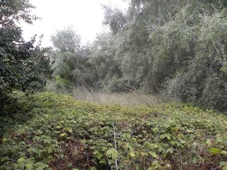 Terreno en venta en Cehegín