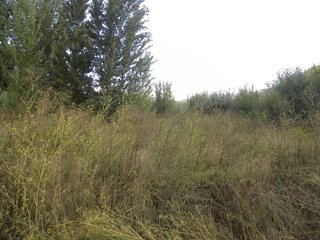 Terreno en venta en Cehegín