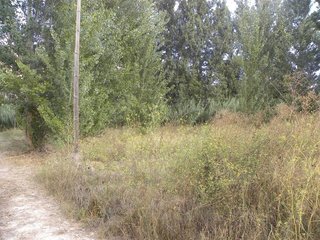 Terreno en venta en Cehegín