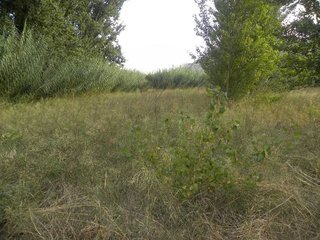 Terreno en venta en Cehegín