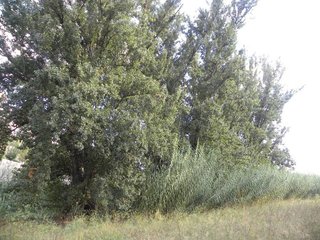 Terreno en venta en Cehegín