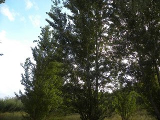 Terreno en venta en Cehegín