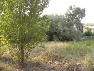 Terreno en venta en Cehegín