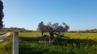 Terreno en venta en Sanlúcar la Mayor
