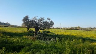 Terreno en venta en Sanlúcar la Mayor
