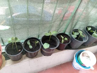Plantas de Zapallo Macre