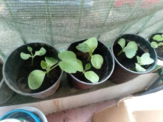 Plantas de Zapallo Macre