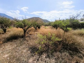 Cortijo en venta en Berja