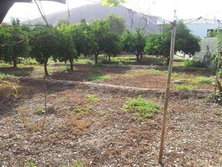 Cortijo en venta en Berja