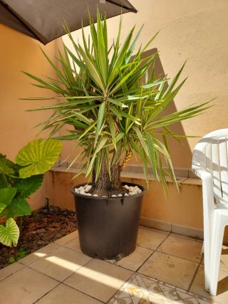 Planta Yucca en macetón negro