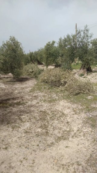 Terreno con nave y olivos