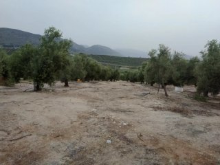Terreno con nave y olivos