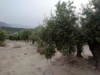 Terreno con nave y olivos